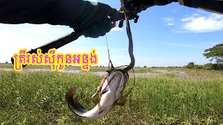 Best fishing methods for snakeheads | ប្លង់ថ្មីអាងអូរល្ងរ សម្បូរត្រីរស់ណាស់ #snakehead #បបក់ត្រីស្រែ