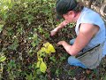 wellman’s wild wisconsin ginseng find and dig a wild root big old root