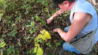 Wellman’s Wild Wisconsin Ginseng- Find and Dig a wild root! Big, old root