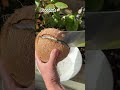 Let’s Chop Coconut : How to open coconut 🥥😱 #shorts #satisfying #shortvideo #coconut #garden