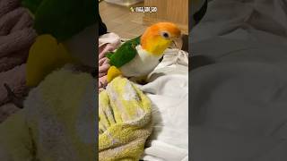 【ぬべぬべインコ🦜】(*≧▽≦)ﾉ暑いから洗濯したてのびちゃびちゃタオルで涼んでるのかなぁ⁉️😆✨ #shorts #cute #caique #シロハラインコ #レオちゃん