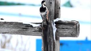 ♪鳥くんの野鳥動画(北海道）亜種エゾオオアカゲラ