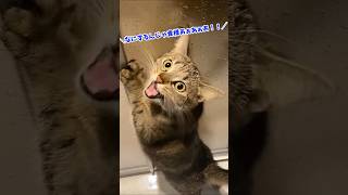 ネッコさん動画見てニヤけたら勝ちwww #猫 #猫のいる暮らし #ペット #可愛い #癒し #動物