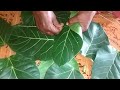 homemade leaf plate how to make natural leaf plate vistaraku bkavitha naidu