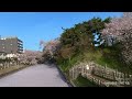 弘前城お堀の桜と花筏№１（2022年４月24日）