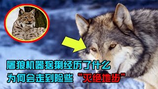 “全能选手”猞猁究竟有多强？比自己大几倍的白尾鹿直接秒杀