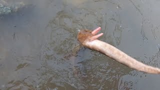 下雨天大涨潮，搁浅狗鲨埋伏跳水逃命，小妹冲过去一把按住