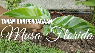 Tips Beli dan Tanam Pisang MUSA FLORIDA AE AE | Buying and Care of Banana Musa Florida