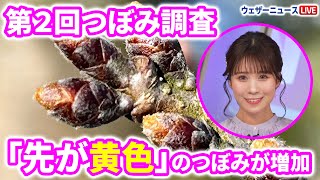 第2回目のつぼみ調査結果　桜のつぼみはゆっくり生長中　「先が黄色」のつぼみが増加