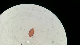 Whipworm Trichuris vulpis in a dog