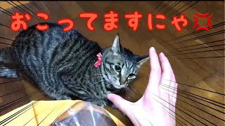 猫が縄張りを守る時は 応援したくなる瞬間【唐草猫ムタさん】