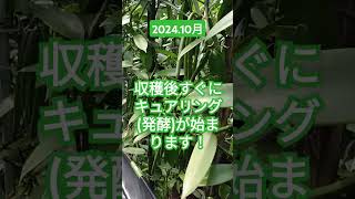 【バニラ】お久しぶりです〜！ #short #沖縄 #okinawa #バニラ #vanilla #農福連携 #自然栽培