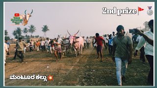 2nd prize mantur kallu jaggisuva spardhe||new mahalingpur bulls and dhawaleshwar bulls🚩💥🥈|#terabandi