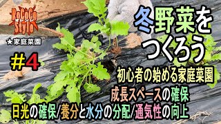 ★初心者の始める家庭菜園 11月上旬に植えたほうれん草の経過と大根の間引き「冬野菜をつくろう#4」Progress of spinach and thinning out radishes