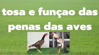 tosa e funçao das penas nas aves