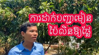 របៀបដាំដំណាំមៀនប៉ៃលិន | Eating fresh longan under its tree.