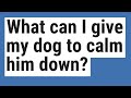 What can I give my dog to calm him down?