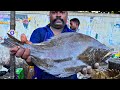 KASIMEDU 🔥 SPEED SELVAM | SOLE NAAKKU FISH CUTTING VIDEO | IN KASIMEDU | FF CUTTING 🔪