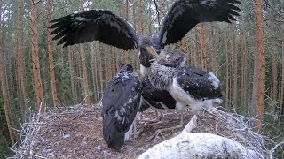 Must-toonekurg:: Storklets FIGHT with beaks 😰July 17 2022