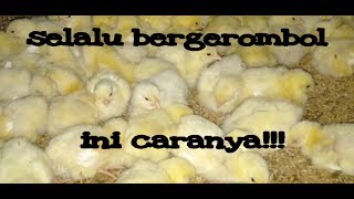 CARA MENYIASATI ANAK AYAM BROILER YG SELALU MENGEROMBOL