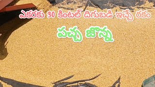 ఎకరాకు 30 కింటల్ దిగుబడి ఉచ్చే రకం పచ్చ జొన్న || DS farmar