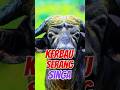 Kerbau Amuk Kawanan Singa#kerbau #singa #animals #shorts