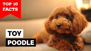 Toy Poodle - Top 10 Facts