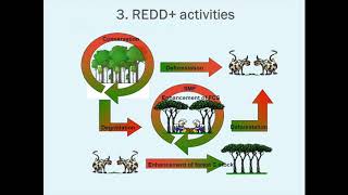 REDD+: Computational Sustainability