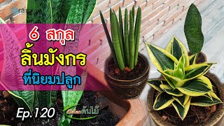 6 สกุลลิ้นมังกร ที่นิยมปลูก