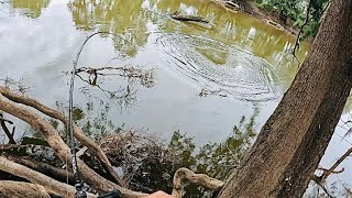 EPIC Surface Fishing for BIG Murray Cod Casting From The Rivers Banks