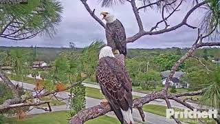 10-05-17 SWFL eagles; Harriet \u0026 M15 Vocalizing