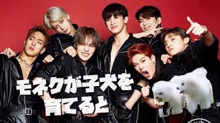 モネクと子犬の一日。[MONSTA X/몬스타엑스 ]