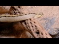 northwestern neotropical rattlesnake