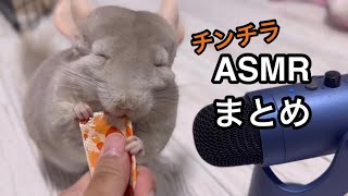 【ASMR】チンチラが食べる音をまとめてみました