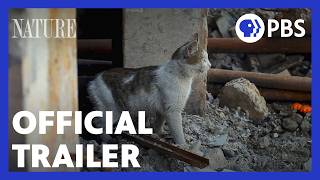 Saving the Animals of Ukraine |  Trailer | NATURE | PBS