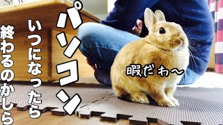 パソコンが終わるのを健気に待つウサギ Patiently wait for rabbit #319