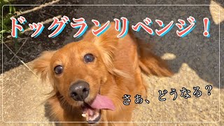 【カニンヘンダックス5歳男の子♂】ドッグランリベンジ！？【愛犬との暮らし】