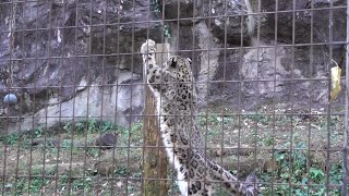 ユキヒョウ少年フク　お宝はあちこちにある♪（蔵出し）2020.11 Snow Leopard Cub