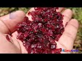 garnet mining in sri lanka explored new deposit of garnet