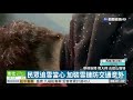 合歡山武嶺飄雪 民眾直擊好開心｜華視新聞 20210112