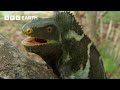 These Iguanas Have An Unusual Mating Tactic | South Pacific | BBC Earth
