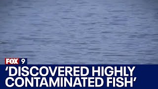More than 140 lakes, rivers and streams in Minnesota had fish contaminated with forever chemicals