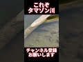 タマゾン川恐るべし　 shorts 釣り 雷魚