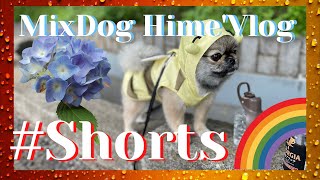 【#Shorts】MIX犬ヒメ雨の日のお散歩  1minute Vlog