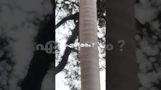 ഇത് എന്ത് കുണ്ടാമണ്ടിയാണ് ? അറിയാവുന്നവർ പറയാമോ ?#trees കൂടുതൽ പോസ്റ്റുകൾക്ക് ചാനൽ subscribe ചെയ്യൂ👇