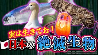 【ゆっくり解説】実は生存していた日本の絶滅生物