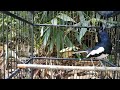 Birds Chirping, Nature Sounds, Natural Sound of Birds Singing - Bird Oriental Magpie-Robin