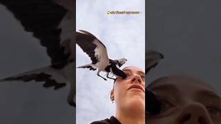 This Bird attack on human Eye...😱🔥💯