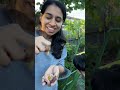 ആറ്റുനോറ്റുണ്ടായ ഒരേയൊരു passion fruit gardeningaustralia passionfruit shortvideo