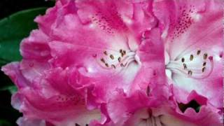 Rhododendron